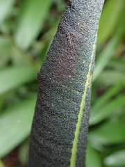 Thelypteris macrophylla image