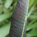 Thelypteris macrophylla - Photo (c) Rudy Gelis, todos los derechos reservados, subido por Rudy Gelis