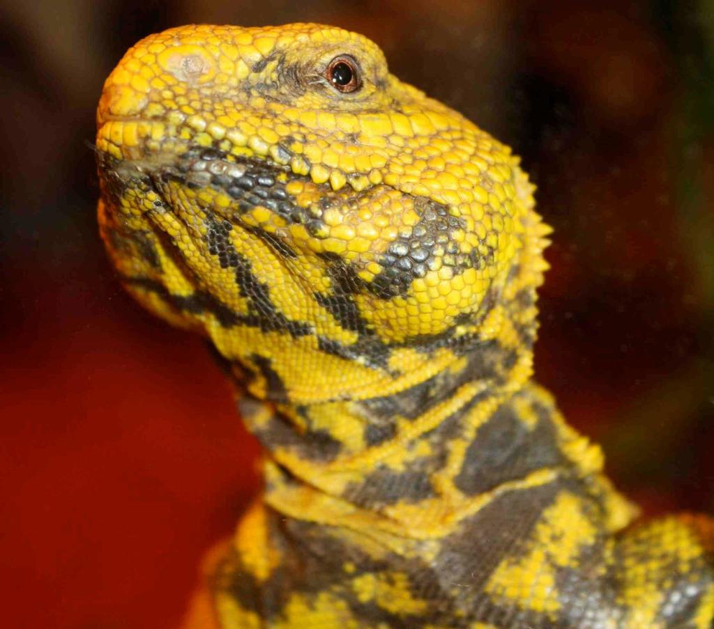 マリトゲオアガマ (亜種 Uromastyx dispar maliensis) · iNaturalist
