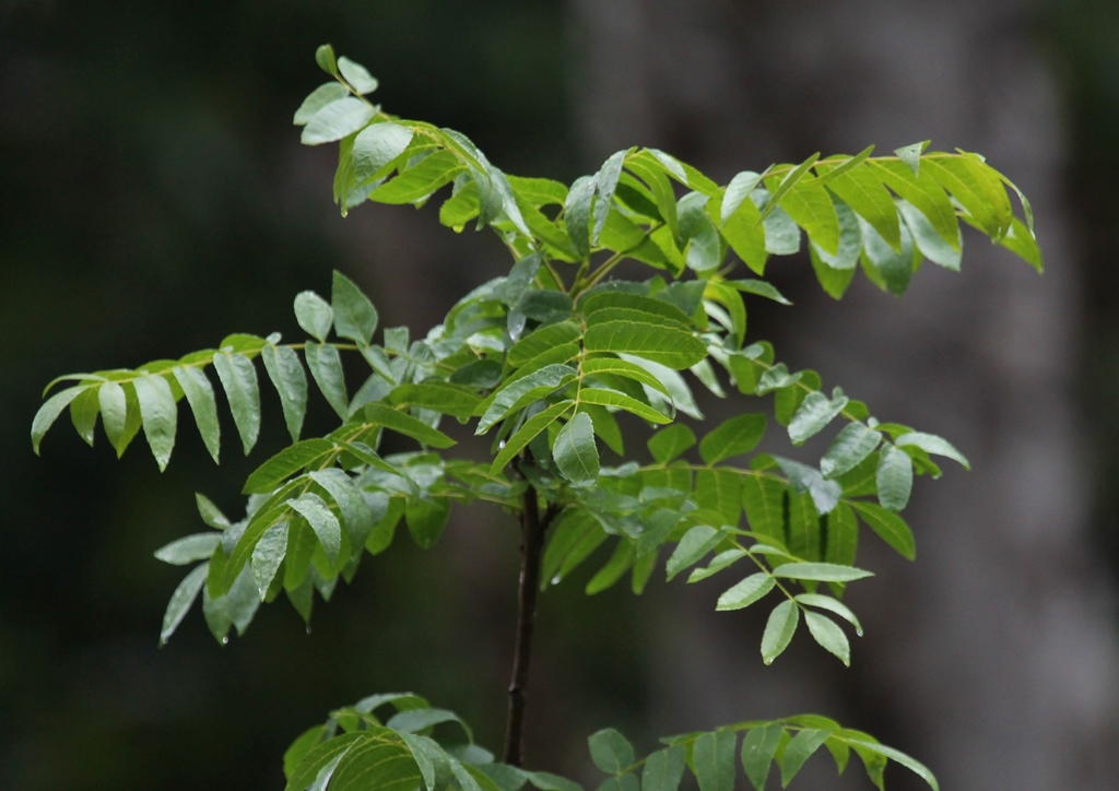Semi Ailanthus Altissima (Albero Del Cielo) | 100/200/500/1000 Pezzi | Nuovi