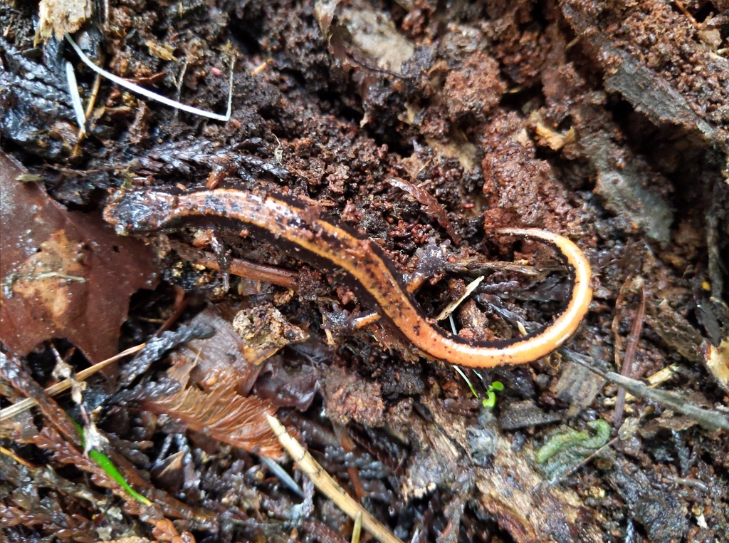 Western Red-backed Salamander from Nanaimo, BC V9X 1V2, Canada on April ...