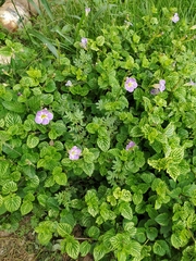 Asystasia gangetica image