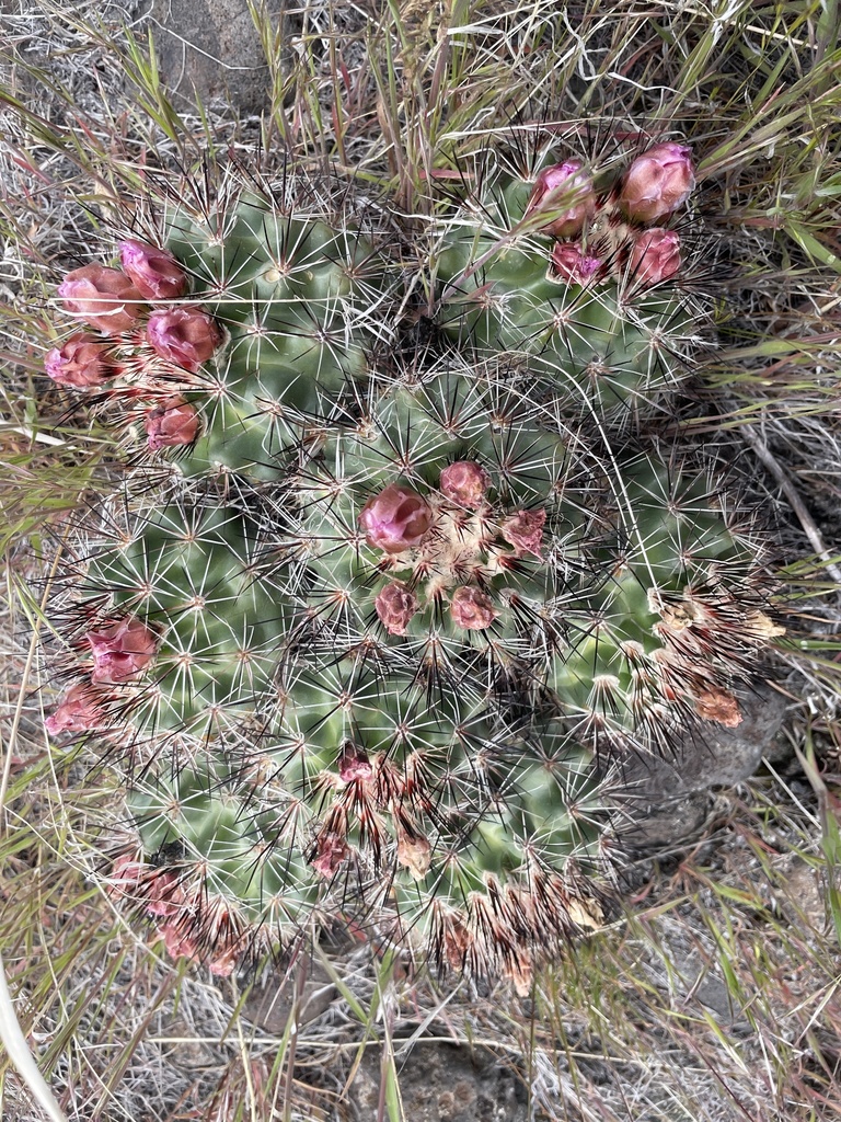 Columbia Plateau Cactus In April 2022 By Garrett Moon INaturalist   Large 