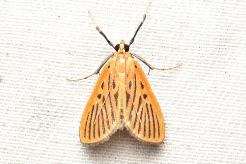 Tyspanodes striata Butler, 1879