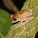 Ghostly Tree Frog - Photo (c) togbui, all rights reserved, uploaded by togbui