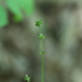 Carex rosea - Photo (c) Ezra Staengl, כל הזכויות שמורות, uploaded by Ezra Staengl