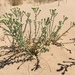 Thurber's Sandpaper Plant - Photo (c) jimtietz, all rights reserved