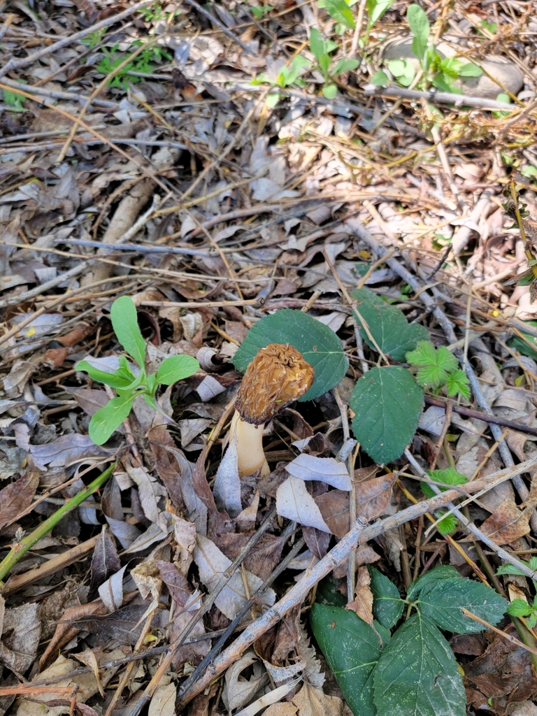 wrinkled thimble morel from Veterans Park, Boise, ID, USA on April 24