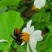 Megachile sedula - Photo (c) Emely Herrera Arias, todos os direitos reservados, uploaded by Emely Herrera Arias
