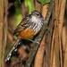 Santa Marta Antbird - Photo (c) Peter Hoell, all rights reserved, uploaded by Peter Hoell