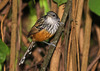 Santa Marta Antbird - Photo (c) Peter Hoell, all rights reserved, uploaded by Peter Hoell