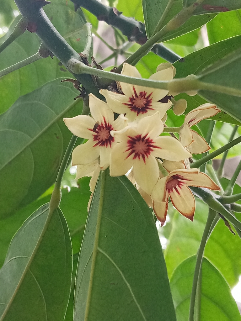 Cola acuminata — Wikipédia