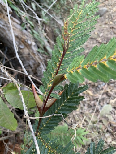 Vachellia hindsii