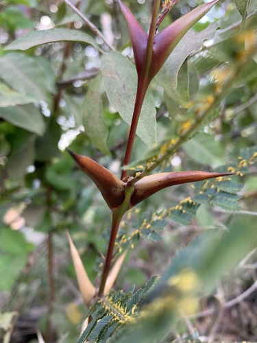 Vachellia hindsii