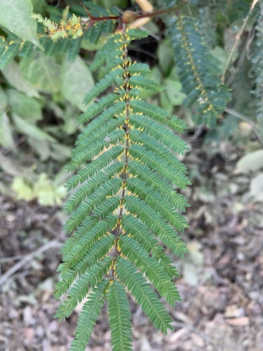Vachellia hindsii
