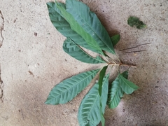 Image of Pouteria glomerata