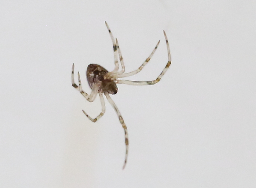 Spiders In April 2022 By Mary W Yandell INaturalist   Large 