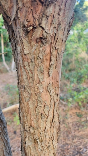 real yellowwood