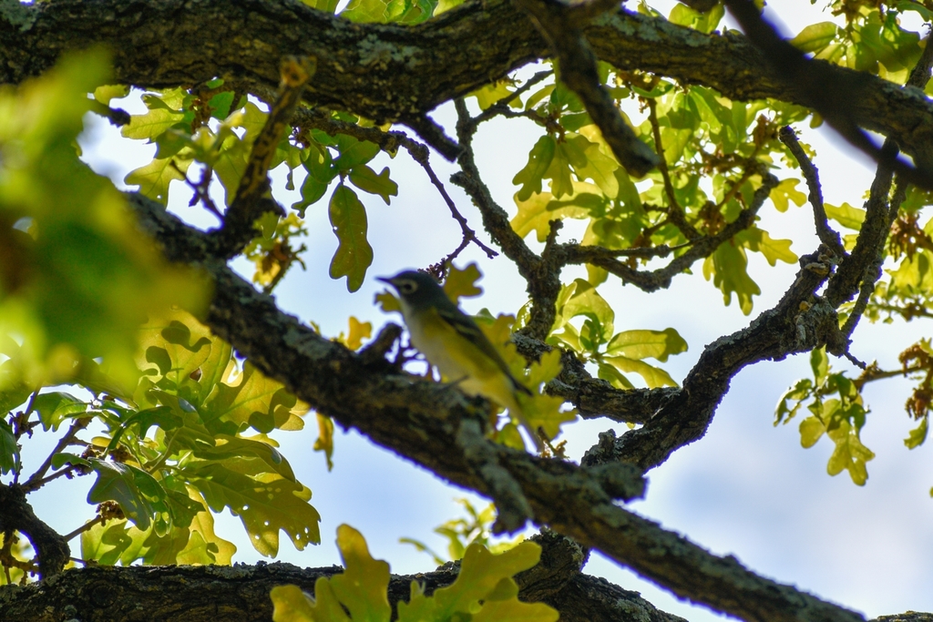 Blue-headed Vireo from Russell Farm Art Center on April 30, 2022 at 10: ...