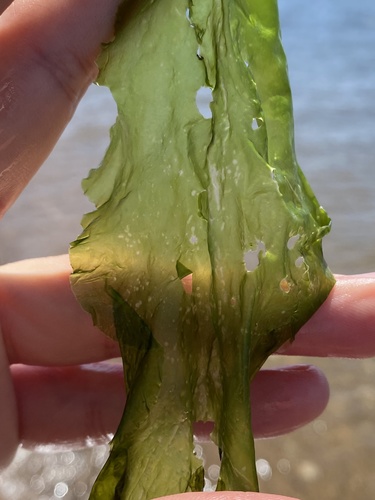 Ulvaceae