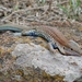 Mexican Spotted Whiptail - Photo (c) carlos mancilla, all rights reserved