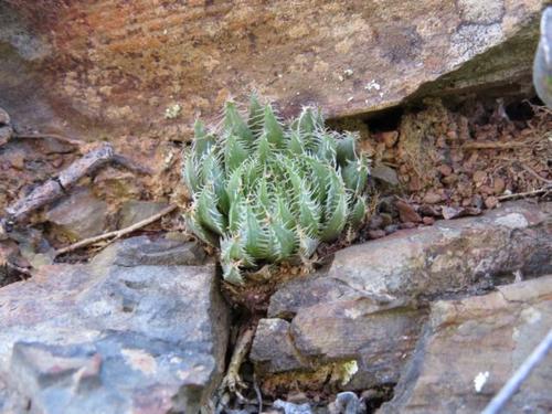 Kommadagga Haworthia (Haworthia aristata)