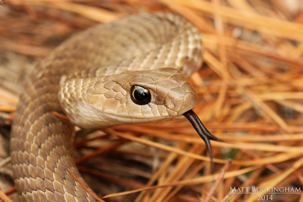 Corredora-azul (subespécie Coluber constrictor foxii) · BioDiversity4All