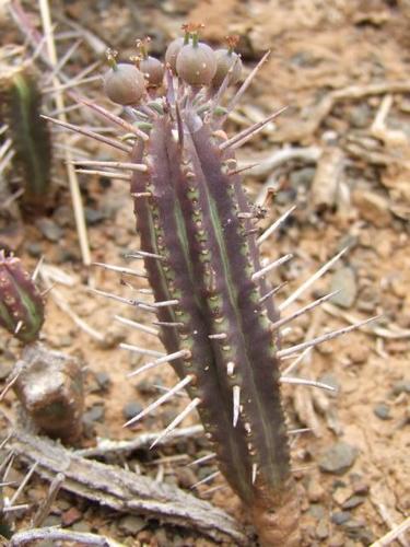 Euphorbia cumulata