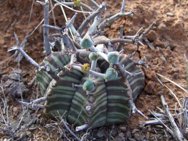 Euphorbia prolifera (Euphorbia prolifera)