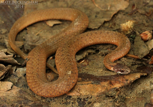 Red-bellied Snake (Storeria occipitomaculata) - North Dakota Herp Atlas