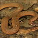 Florida Redbelly Snake - Photo (c) mattbuckingham, all rights reserved, uploaded by mattbuckingham