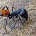 Camponotus fulvopilosus - Photo (c) Detlef H. Schnabel, all rights reserved, uploaded by Detlef H. Schnabel
