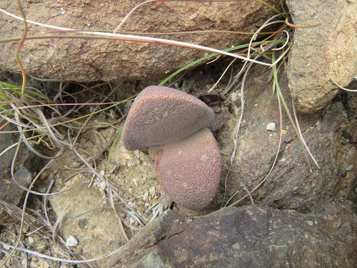 Liver Quaggafig (Pleiospilos simulans)