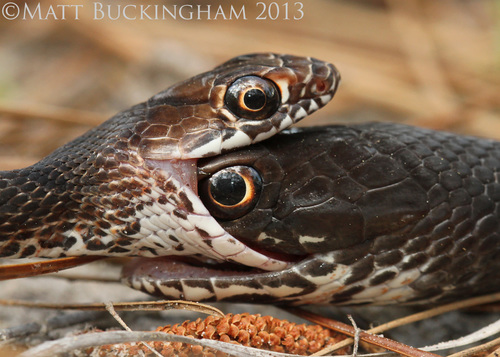 Coachwhip