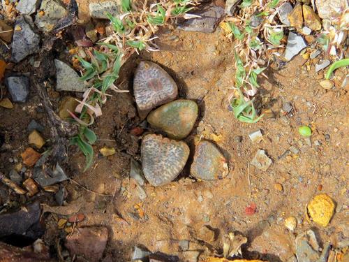 Pad Haworthia (Haworthiopsis bruynsii)