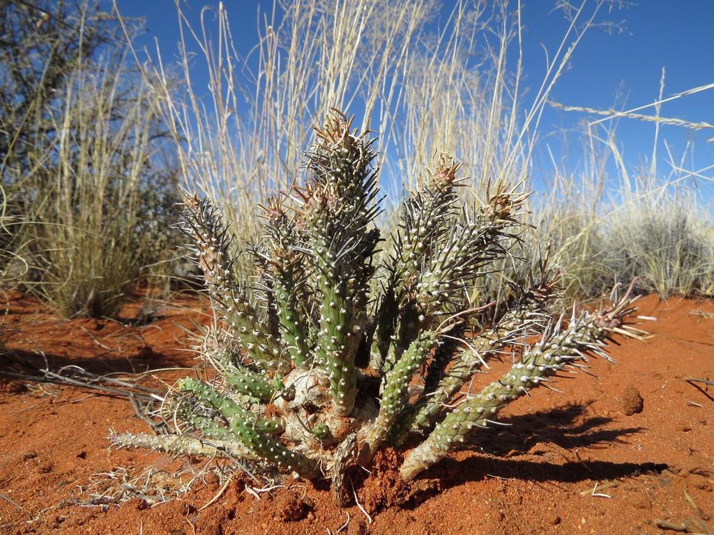 Euphorbia namibensis · iNaturalist