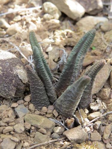 Haworthiopsis sordida