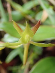 Epidendrum geminiflorum image