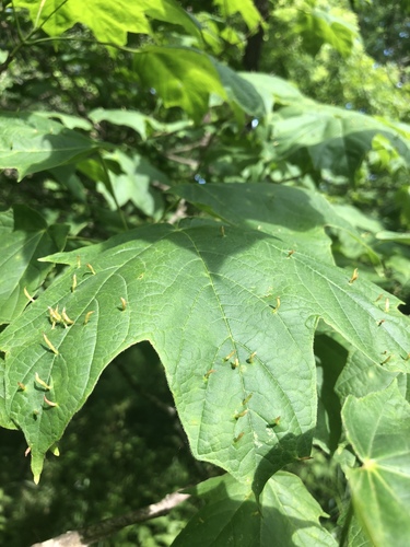 Maple Spindle Gall Mite