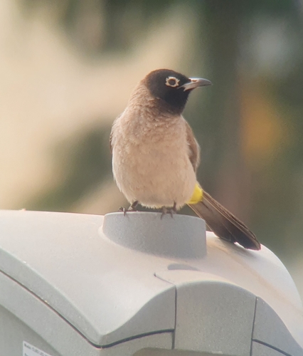 White-spectacled Bulbul