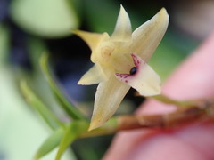 Maxillariella linearifolia image