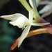 Epidendrum rugulosum - Photo (c) Rudy Gelis, kaikki oikeudet pidätetään, lähettänyt Rudy Gelis