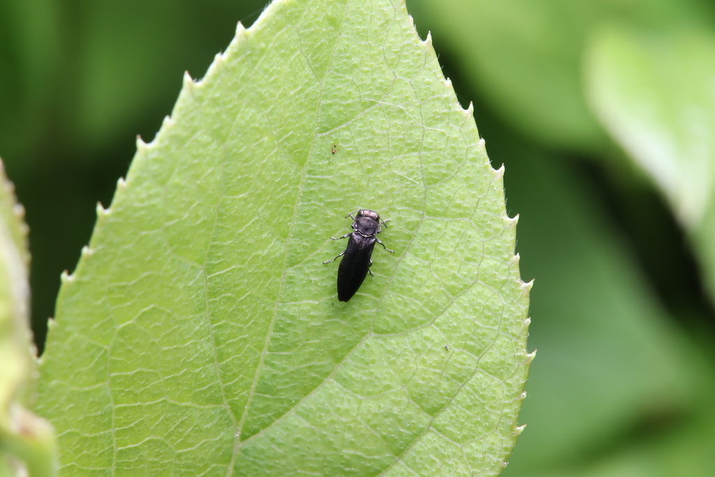 Agrilus from 青田县, 丽水市, 浙江省, CN on May 1, 2022 at 01:46 PM by 二班的螺蛳粉 ...