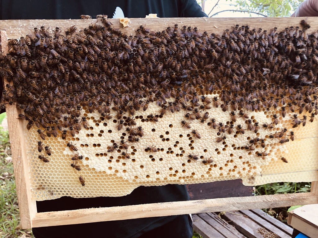 Asian Honey Bee from Tam Mei, New Territories, HK on April 30, 2022 at ...