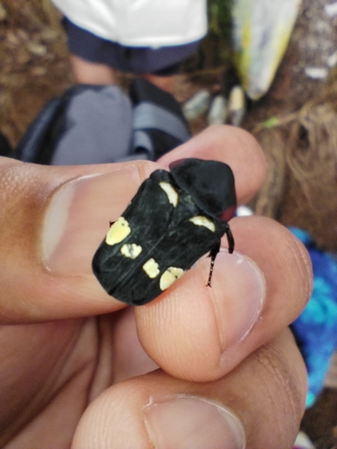 Glycyphana rubromarginata