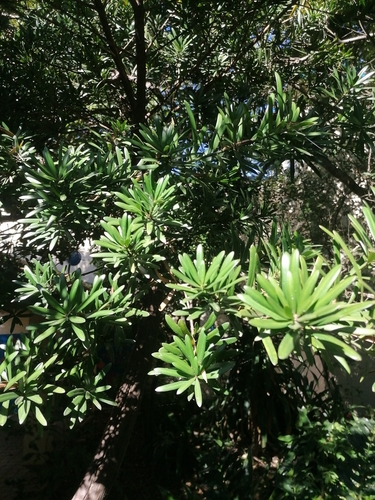 real yellowwood
