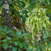 Fraxinus caroliniana - Photo (c) BJ Stacey, todos os direitos reservados