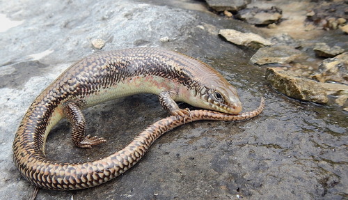 Great Plains Skink
