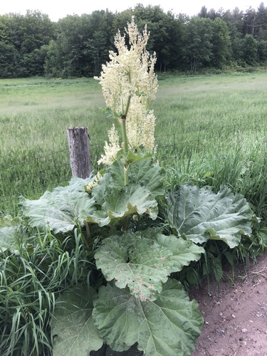 Rhubarb (Rheum × hybridum)