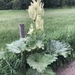 Rhubarb (Rheum × hybridum)